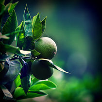 citrus plants by Ekaterina Karmanovskaya