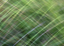 Impressionist Wild Grass von Kitsmumma Fine Art Photography