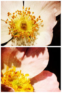 Spring - Roses - Wild by Sybille Sterk
