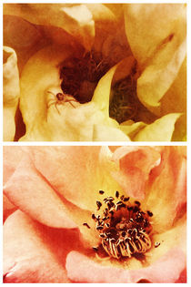 Spring - Roses - Yellow and Pink by Sybille Sterk
