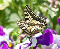 butterfly von bruno paolo benedetti