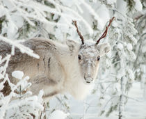 Reindeer by Ksenia Sinyavina
