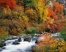 Palisades Creek in Autumn von Leland Howard