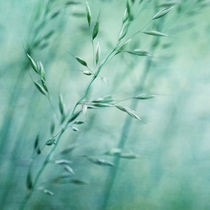 'Grassland' by Priska  Wettstein