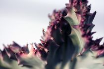 Euphorbia by Angela Bruno