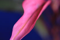Pink Leaf von Angela Bruno