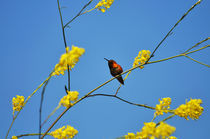 Hummingbird - Newport Beach, California by Eye in Hand Gallery