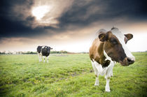 Hof Butenland: Kühe warten auf Regen von Thomas Schaefer
