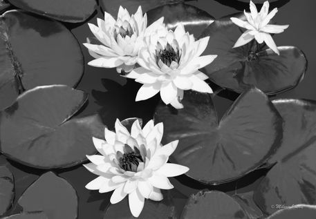 Monochrome-lilies