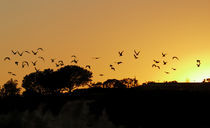 Birds at sunset -  Newport Beach, California by Eye in Hand Gallery