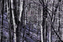 Purple Forest by Milena Ilieva