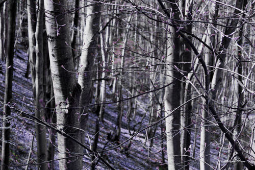 Purple-forest