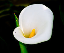 calla lily by bruno paolo benedetti