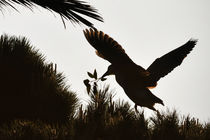 Night Heron Building a Nest, Newport Beach, California by Eye in Hand Gallery