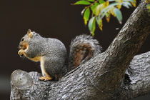 Squirrel in Newport Beach, California by Eye in Hand Gallery