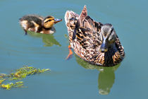 Ducks on a Pond, Newport Beach, California von Eye in Hand Gallery