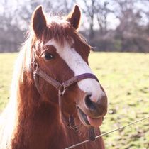 Cheeky Horse von Tabita Harvey