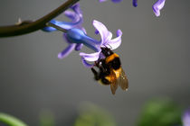 Bumble Bee by Tabita Harvey