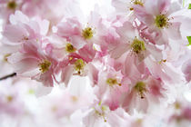 'Pink Blossoms' von Tabita Harvey