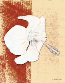 White flower von Milena Ilieva