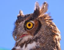 Great Horned Owl von Kevin Hertle
