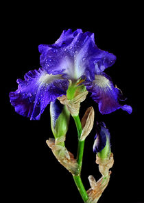 Blue Iris von Kevin Hertle