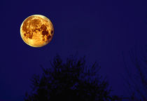 the perigee moon von Kevin Hertle