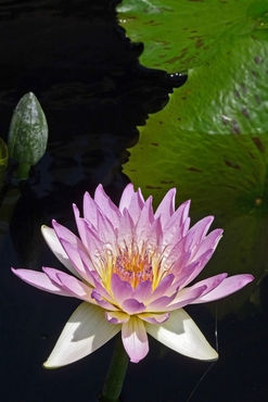 Water-lily-v1
