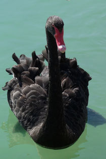 Black Swan by Jennifer Nelson