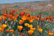 California Poppies Near and Far by Jennifer Nelson