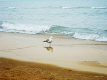 Bird on the Beach von Milena Ilieva