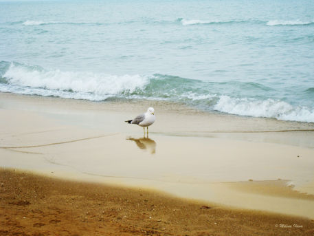 Bird-on-the-beach