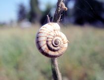 Dead Snail von Aslan Tamjidi