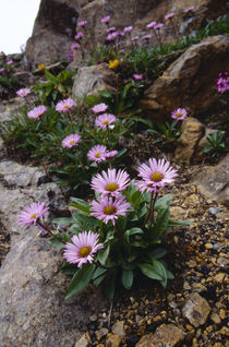Erigeron thunbergii subsp. glabratus by Yukio Otsuki
