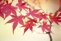 Acer palmatum (Colored leaves) von Yukio Otsuki