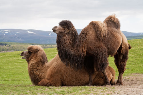 Bactrian-camels-img-0351