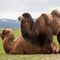 Bactrian-camels-img-0351