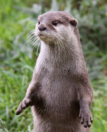Cute Otter standing up  by Linda More