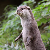 Cute Otter standing up  by Linda More
