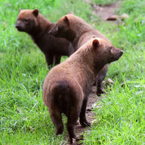 Group of Bush Dogs standing together by Linda More