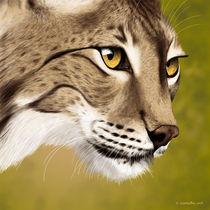 Lynx Sight by Fernando Ferreiro