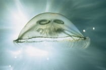 Jellyfish Underwater von Sami Sarkis Photography