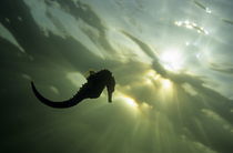 Seahorse silhouette, underwater view by Sami Sarkis Photography