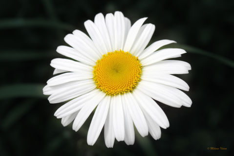 Beautiful-flower