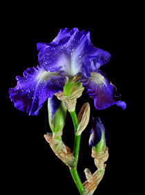 Iris by Kevin Hertle