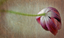 tulip by Ekaterina Samorukova