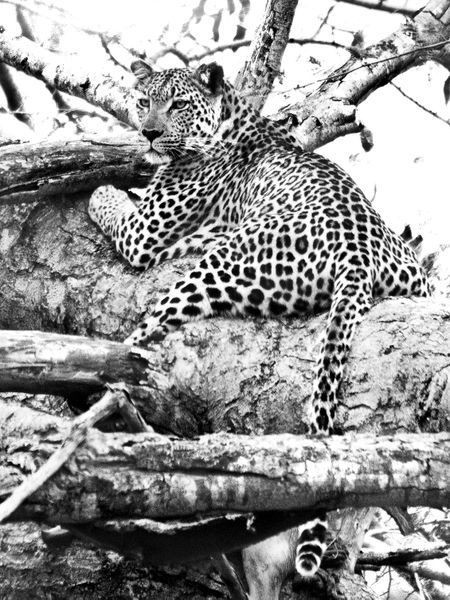 Leopard-bw
