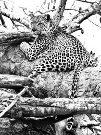 Leopard in tree. Black and white.South Africa by Yolande  van Niekerk