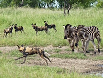 Zebras chasing a African Wild Dog(endangered). by Yolande  van Niekerk