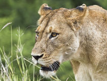 Lioness,lion female, facial portrait von Yolande  van Niekerk